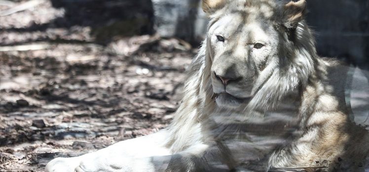Türkiye’nin ilk beyaz aslanları İstanbul’da