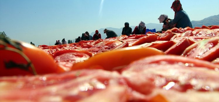 Elazığ’ın kuru domatesleri dünya sofralarında