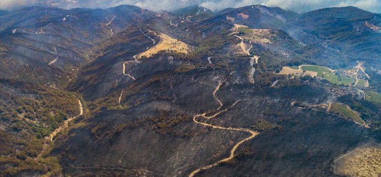 Bu yıl orman yangınlarında 5 bin hektar alan zarar gördü