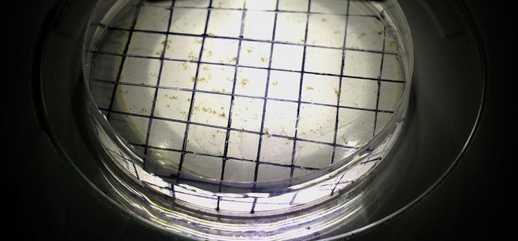 İthal mikrobiyal gübrelerin testleri Van’da yapılıyor