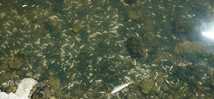 Küçükçekmece Gölü’nde binlerce ölü balık kıyıya vurdu