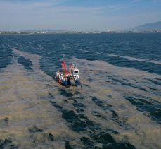 İzmit Körfezi’nden 2 ayda 150 ton deniz salyası toplandı
