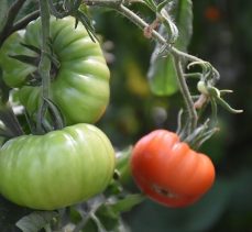 Organik tarımla ‘Zehirsiz Sofralar’ kurmak mümkün