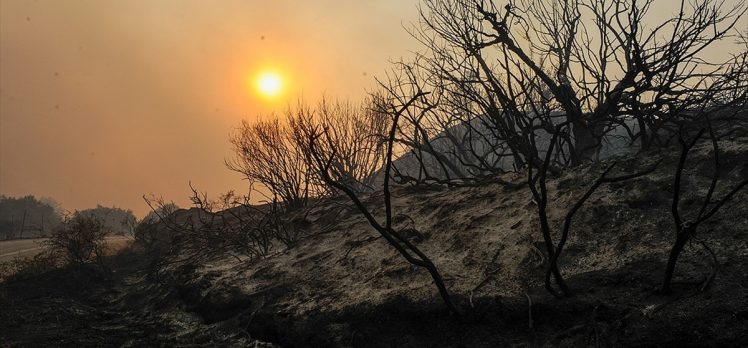 Yerküre yoğunluğu artan orman yangınlarının etkisi altında