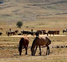 Antalya’daki yangın sonrası yılkı atları için ovaya tonlarca yem ve saman bırakıldı