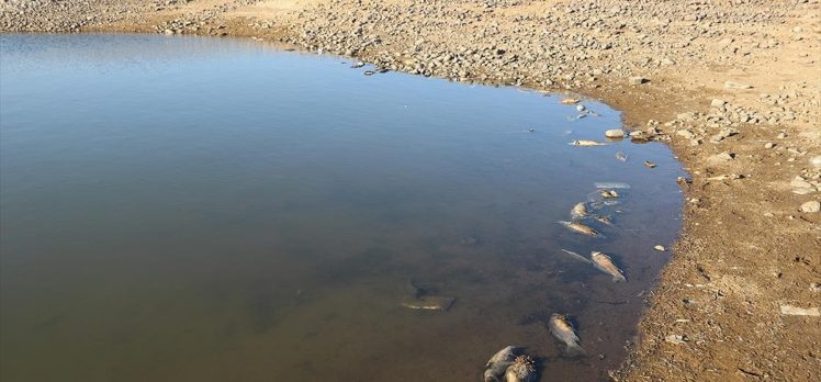 Van’da artan balık ölümleri inceleniyor