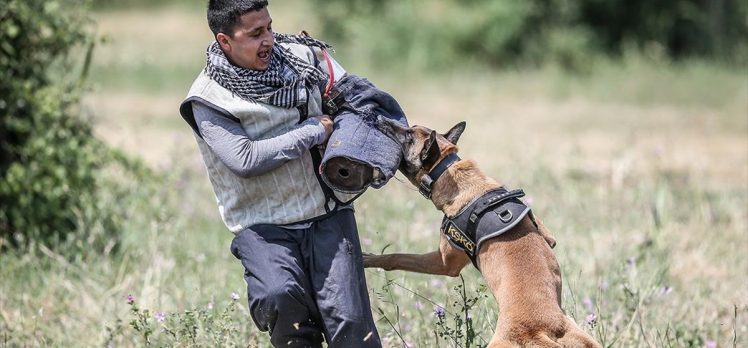 TSK’nın ‘cesur keşif köpekleri’ Bursa’da yetiştiriliyor