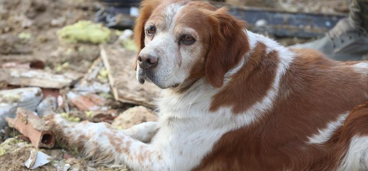 Malatyalı depremzede, av köpeği “Alex” ile kurtarma çalışmalarına katılıyor
