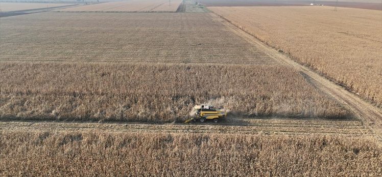 Mardin Ovası’nda biçerdöverler 2 milyon ton mısır rekoltesi için çalışıyor