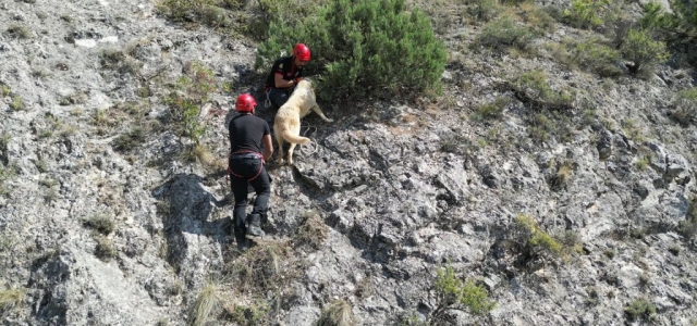 Kayalıkta Mahsur Kalan Köpeği İtfaiye Ekibi Kurtardı