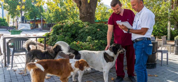 İzmir’de sahipsiz köpeklerin sayımı başladı