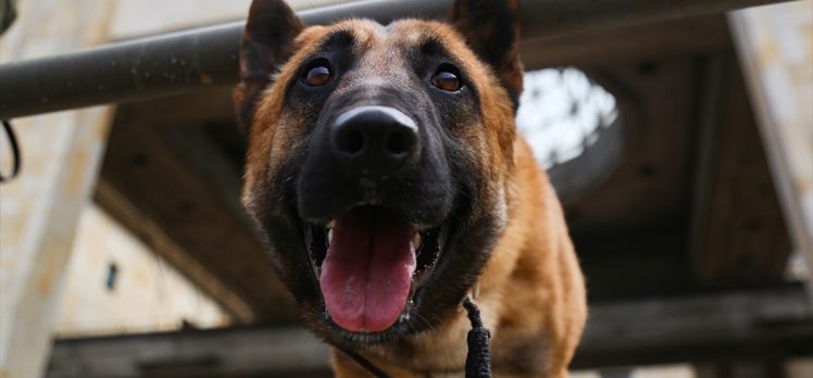 Tayland’da ‘dedektör köpekler’ Kovid-19’la mücadele kapsamında göreve başladı