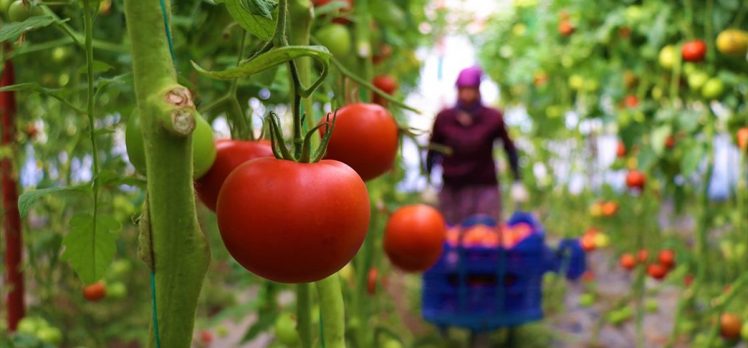 Dayanıklılığı ve lezzetiyle öne çıkan Söğüt domatesine talep artıyor