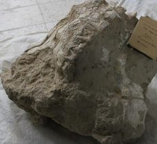 Kayseri’deki fosil kazılarında bütün halinde gergedan kafatası bulundu