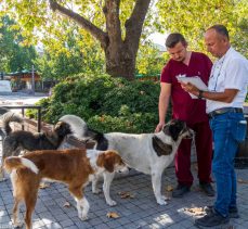 İzmir’de sahipsiz köpeklerin sayımı başladı